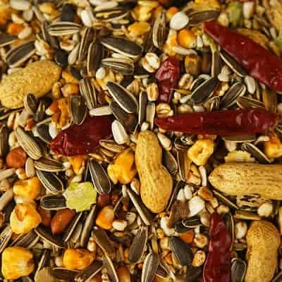 Prohibited Food For Parrots