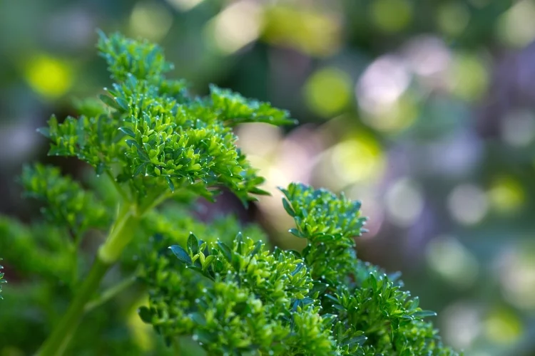 What is Parsley?