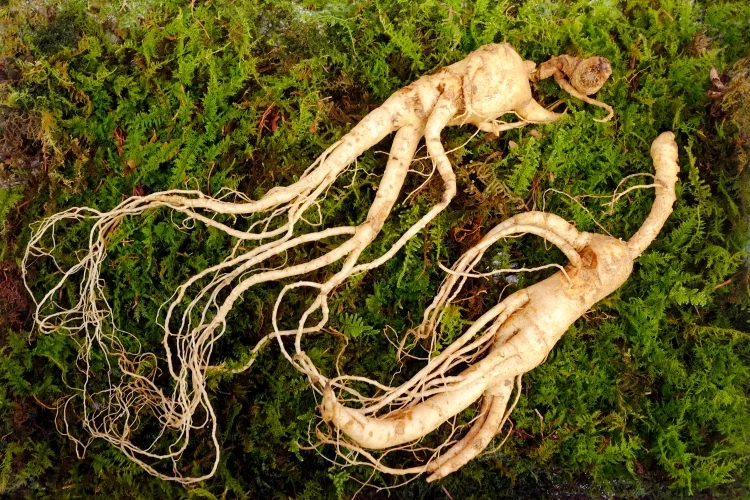 White ginseng